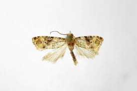 Attēlu rezultāti vaicājumam “Tortricidae”