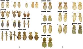 Attēlu rezultāti vaicājumam “Liceaceae”