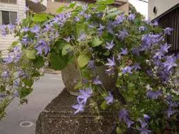 Image result for Campanula formanekiana