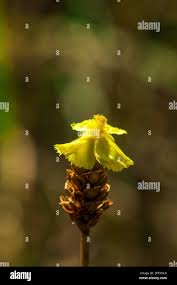 Attēlu rezultāti vaicājumam “Lentibulariaceae”