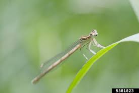 Attēlu rezultāti vaicājumam “Platycnemis pennipes female”