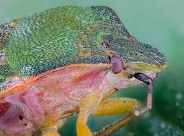 Attēlu rezultāti vaicājumam “Palomena prasina imago”