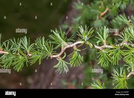 Attēlu rezultāti vaicājumam “Larix kaempferi leaf”