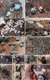 Attēlu rezultāti vaicājumam “Diderma testaceum sessile”