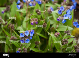 Attēlu rezultāti vaicājumam “Pulmonaria angustifolia fruit”