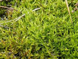 Attēlu rezultāti vaicājumam “Campylophyllum calcareum”