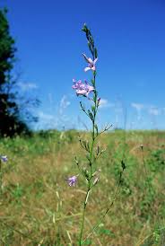 Image result for Campanula rapunculus