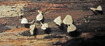 Attēlu rezultāti vaicājumam “Physarum penetrale stalked”