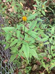 Attēlu rezultāti vaicājumam “Bidens frondosa”