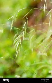 Attēlu rezultāti vaicājumam “Brachypodium sylvaticum”