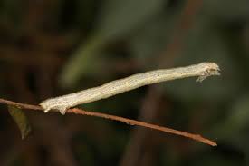 Attēlu rezultāti vaicājumam “Eulithis testata”