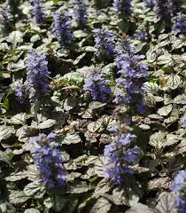 Attēlu rezultāti vaicājumam “Ajuga pyramidalis”