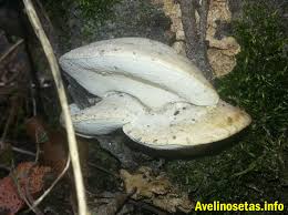 Attēlu rezultāti vaicājumam “Buglossoporus quercinus”