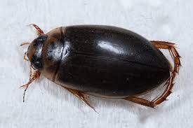 Attēlu rezultāti vaicājumam “Rhantus frontalis”