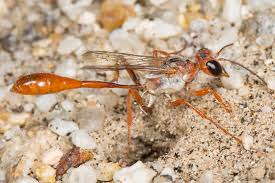 Attēlu rezultāti vaicājumam “Ammophila sp.”