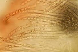 Attēlu rezultāti vaicājumam “Peziza repanda”