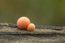 Attēlu rezultāti vaicājumam “Lycogala epidendrum s.str. macro”