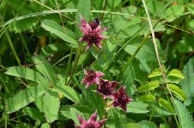 Attēlu rezultāti vaicājumam “Comarum palustre”