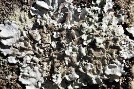 Attēlu rezultāti vaicājumam “Parmelina tiliacea”