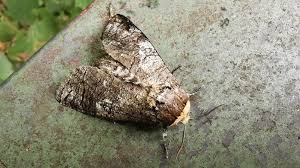 Attēlu rezultāti vaicājumam “Cossus cossus imago”