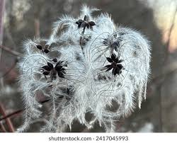 Attēlu rezultāti vaicājumam “Clematis fruit”