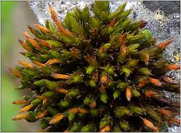 Attēlu rezultāti vaicājumam “Orthotrichum anomalum”