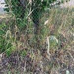 Attēlu rezultāti vaicājumam “Calamagrostis purpurea fruit”