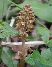 Attēlu rezultāti vaicājumam “Neottia nidus-avis”