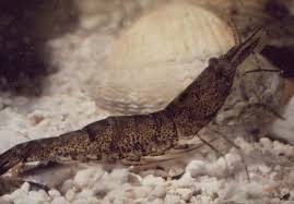 Attēlu rezultāti vaicājumam “Crangon crangon”