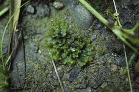 Attēlu rezultāti vaicājumam “Blasia pusilla”