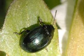 Attēlu rezultāti vaicājumam “Phaedon cochleariae”