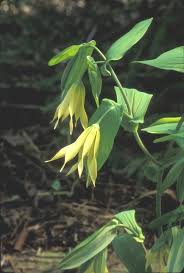 Attēlu rezultāti vaicājumam “Uvularia grandiflora”