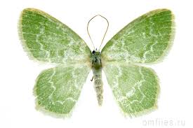 Attēlu rezultāti vaicājumam “Jodis putata”