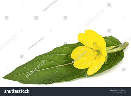 Attēlu rezultāti vaicājumam “Oenothera biennis leaf”