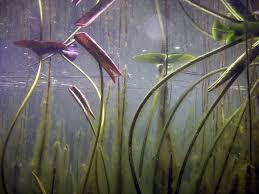 Attēlu rezultāti vaicājumam “Nymphaeaceae”