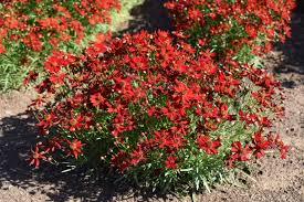 Image result for Coreopsis