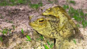 Attēlu rezultāti vaicājumam “Bufonidae”