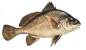 Image result for Aplodinotus grunniens