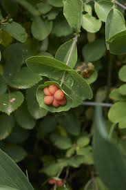 Attēlu rezultāti vaicājumam “Lonicera caprifolium fruit”