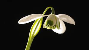 Attēlu rezultāti vaicājumam “Galanthus nivalis flower”