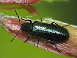 Attēlu rezultāti vaicājumam “Dasytes caeruleus”