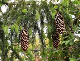Attēlu rezultāti vaicājumam “Picea abies leaf”