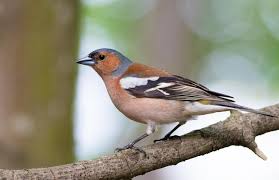 Attēlu rezultāti vaicājumam “Fringilla coelebs male”