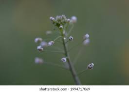 Attēlu rezultāti vaicājumam “Capsella bursa-pastoris bud”