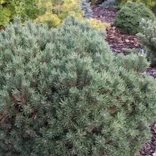 Attēlu rezultāti vaicājumam “Pinus sylvestris female flower”