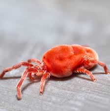 Attēlu rezultāti vaicājumam “Trombidiidae”