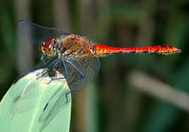 Attēlu rezultāti vaicājumam “Sympetrum sanguineum”