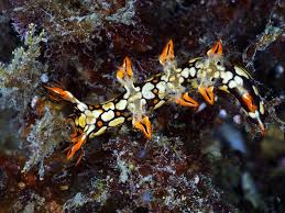 ผลการค้นหารูปภาพสำหรับ Bornella Anguilla