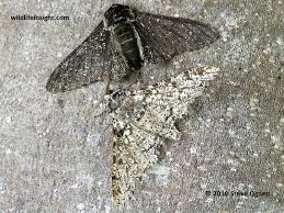 Attēlu rezultāti vaicājumam “Biston betularia”