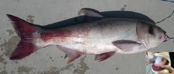 Image result for Hypophthalmichthys nobilis